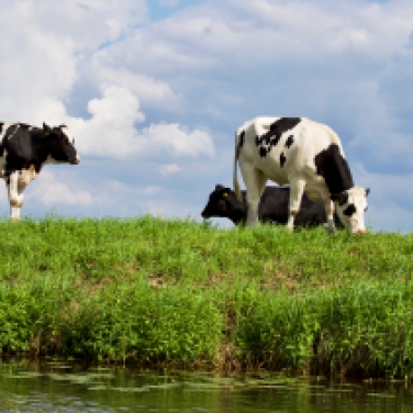 cows by water